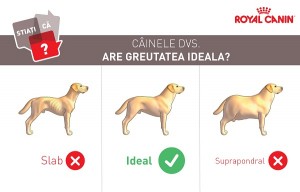 Greutate ideala_Caine