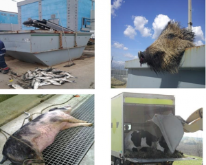 canalizarea bucuresti 4